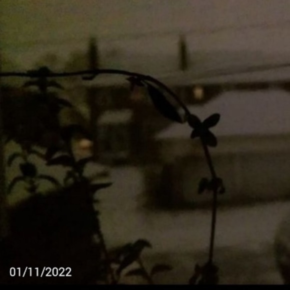 Meet your Posher, Ren - Picture 1 of 1